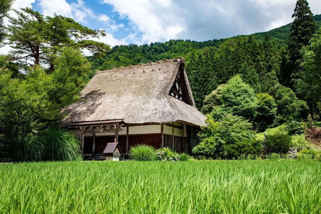 初夏稻田景緻