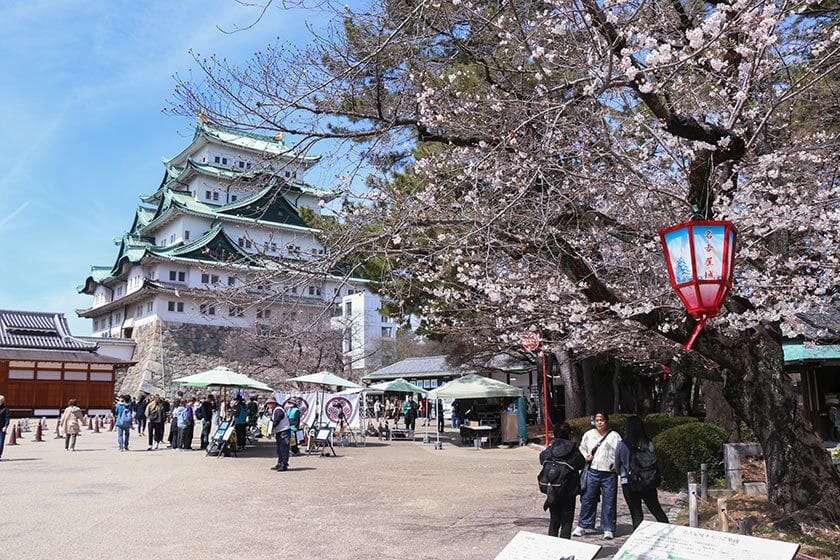 Cherry Blossom Reports 2026 - Nagoya: Blossoms Opening