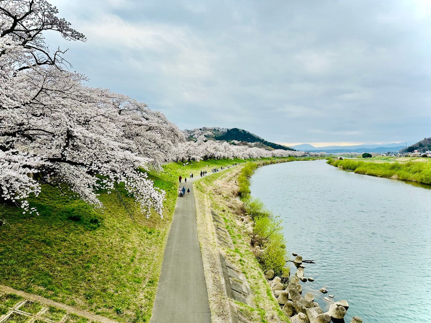山崎川四季之道