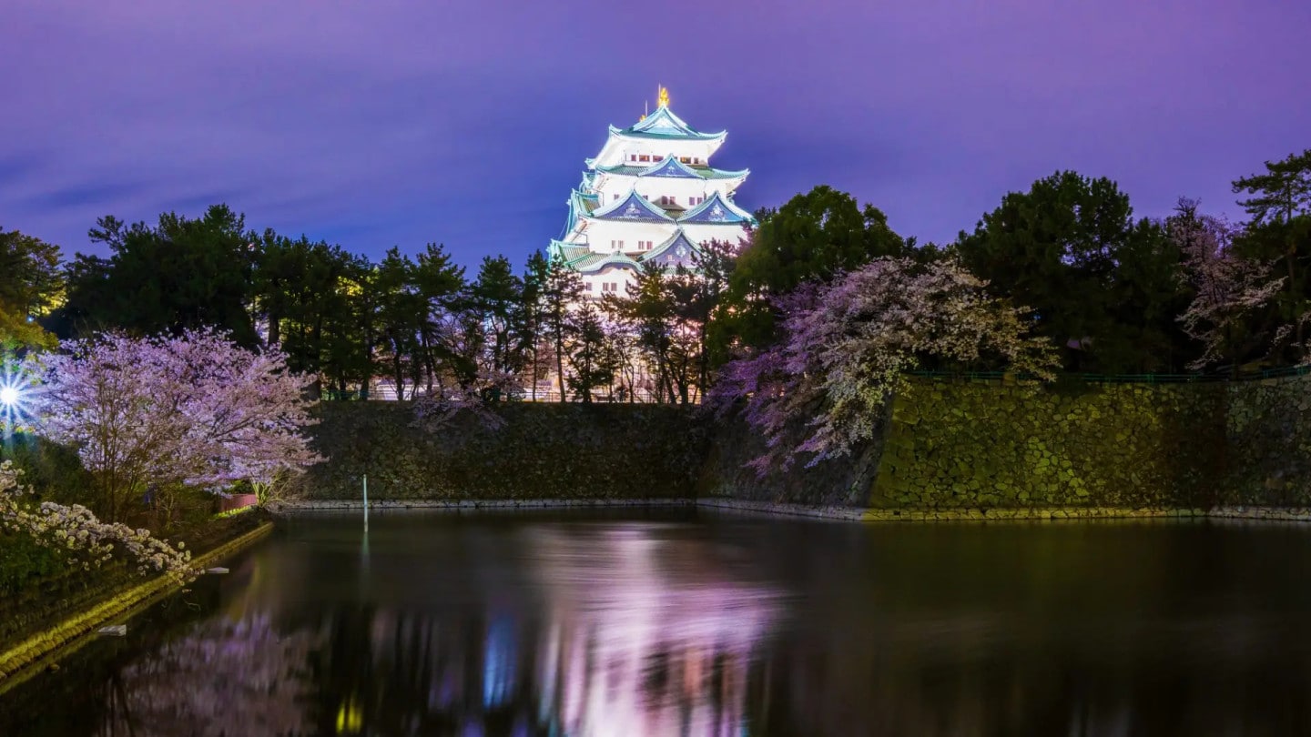 名古屋城與名城公園夜櫻點燈導覽行程:金鯱與夜櫻同框的經典畫面