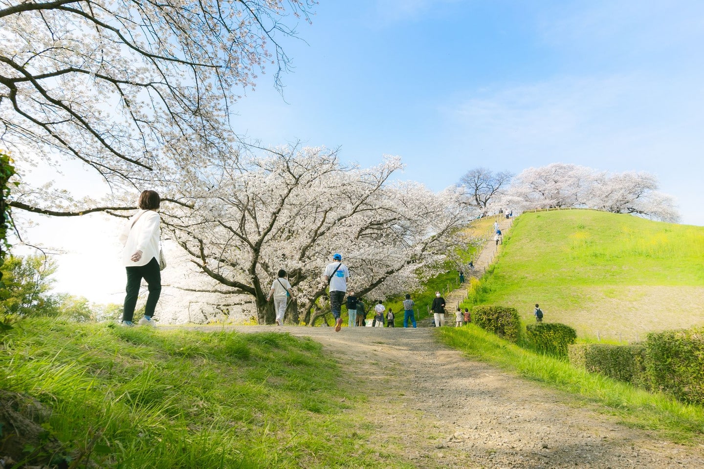 岐阜城・犬山城近郊賞櫻一日遊:延伸名古屋周邊的賞櫻秘境