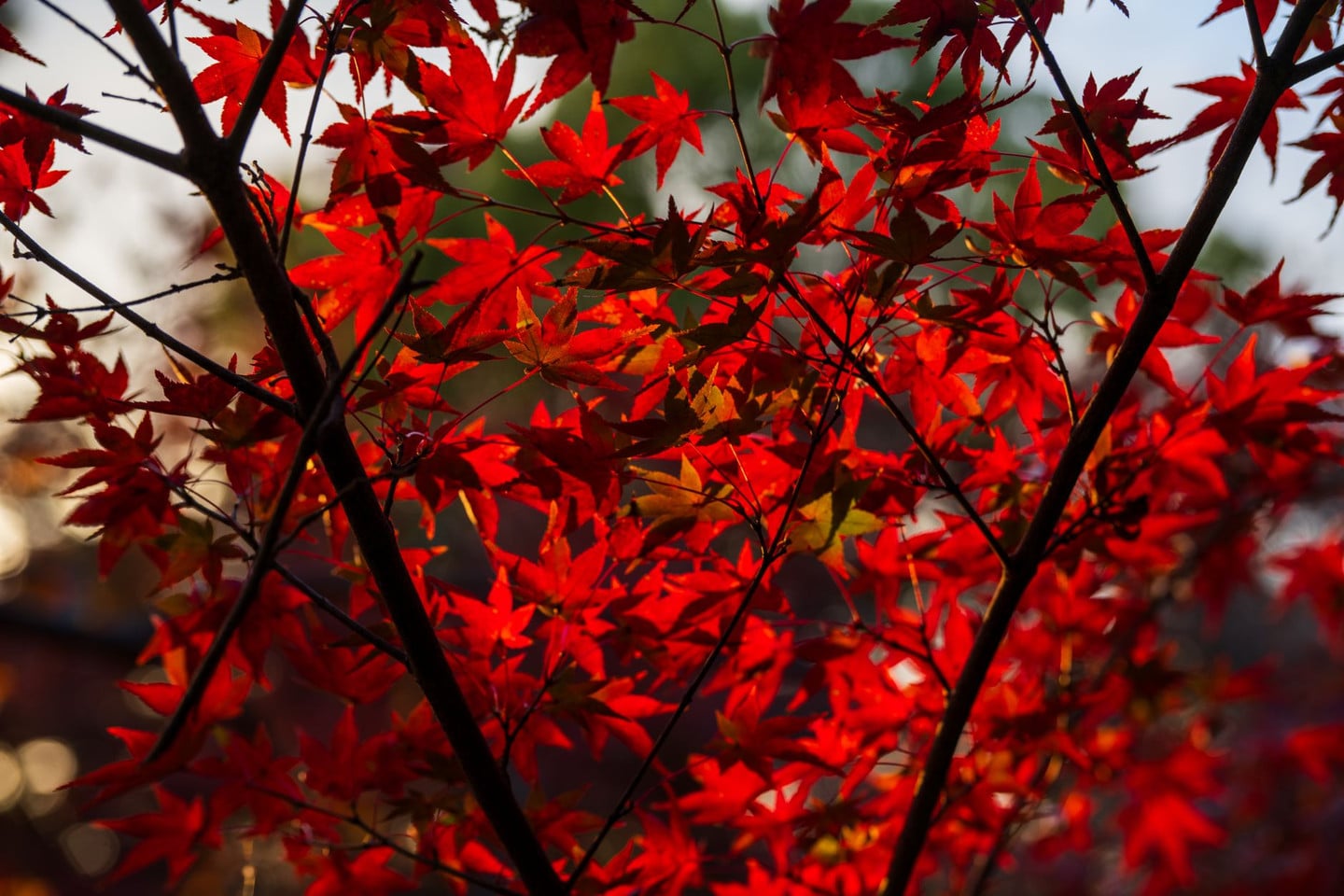 Close-up of vibrant red maple leaves backlit by the autumn sunlight.