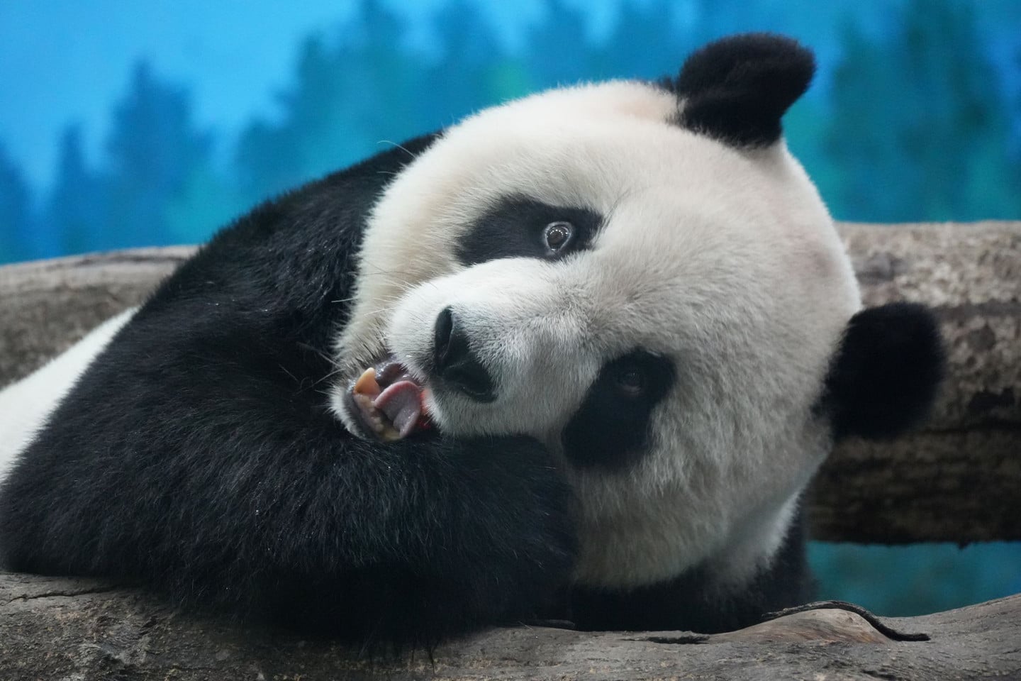 友誼花園(舊交流廣場):可愛動物互動核心區