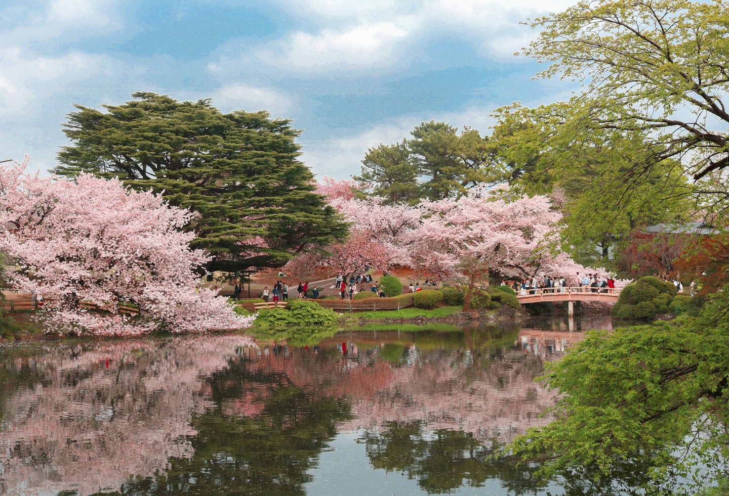 鶴舞公園賞櫻散策與日式庭園抹茶體驗:在地人私藏賞櫻路線