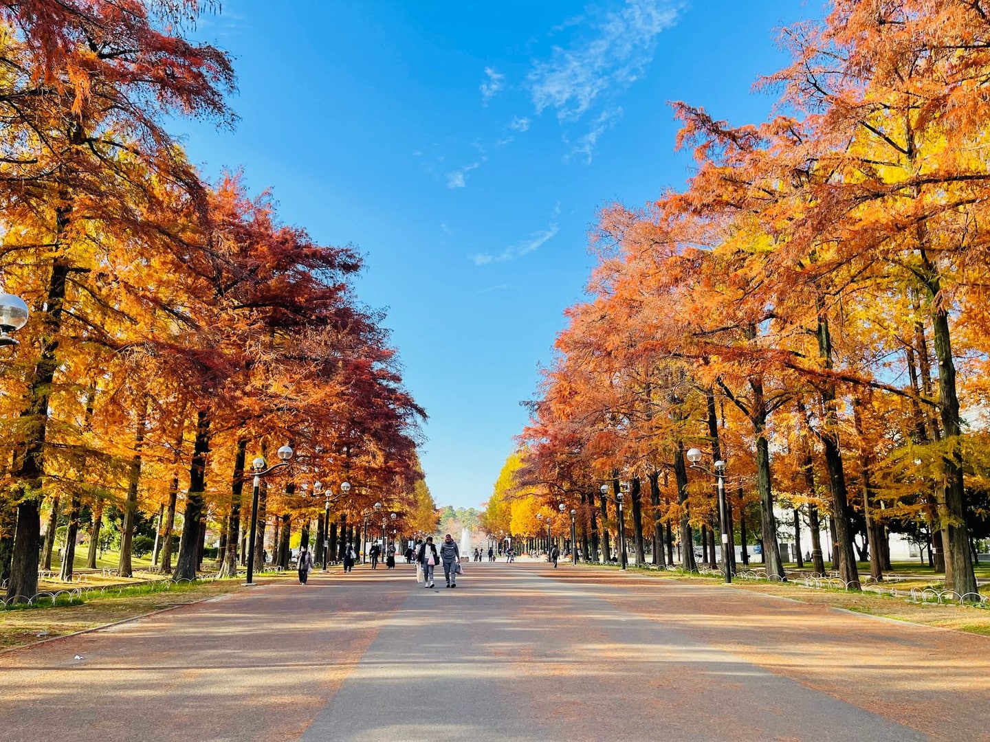 氣候變遷如何影響名古屋紅葉時間?