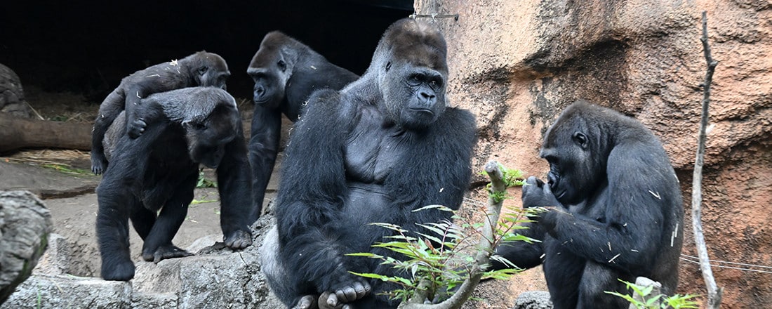 上野動物園的西園大猩猩family