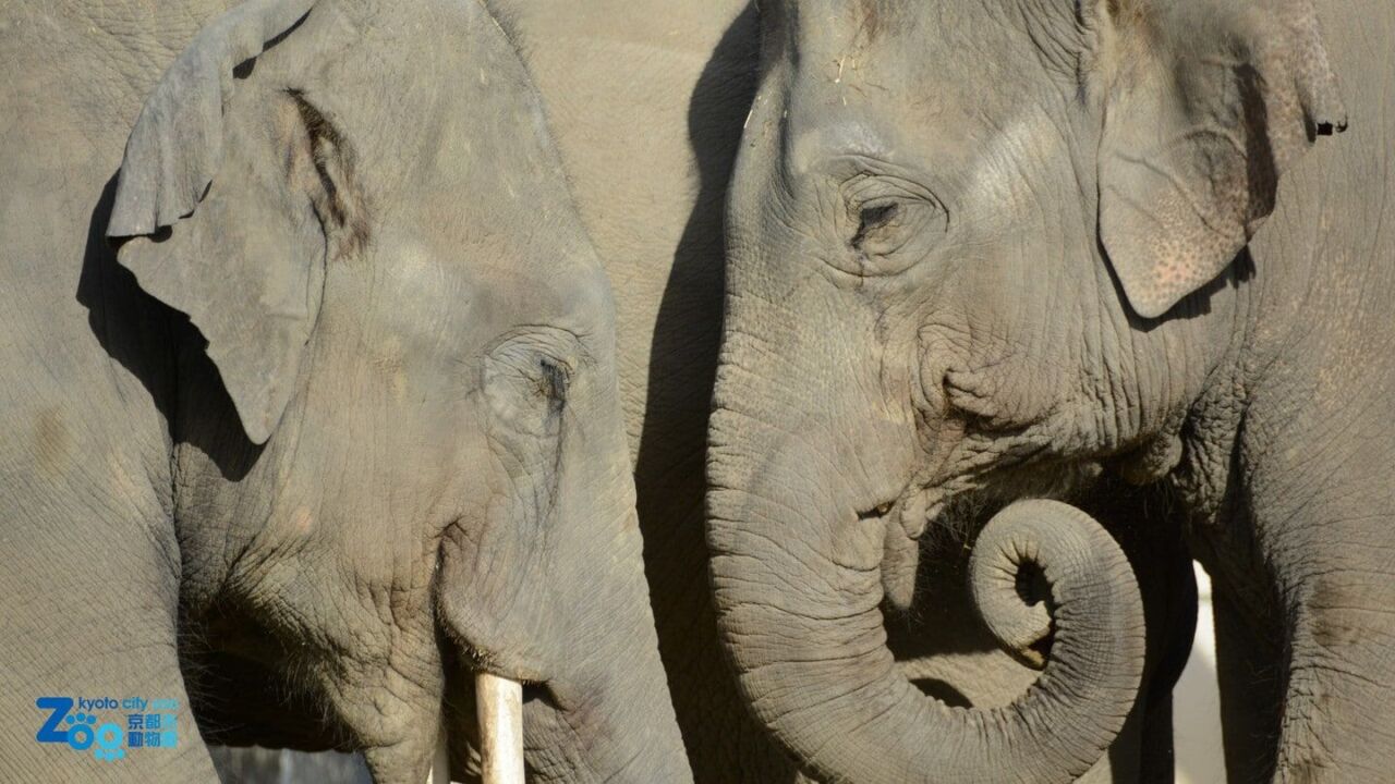 京都市動物園大象之森的亞洲象