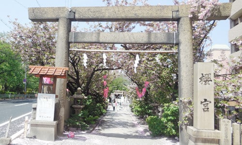 櫻宮神社第一鳥居與參道兩旁的櫻花