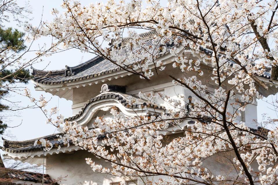二條城櫓與櫻花
