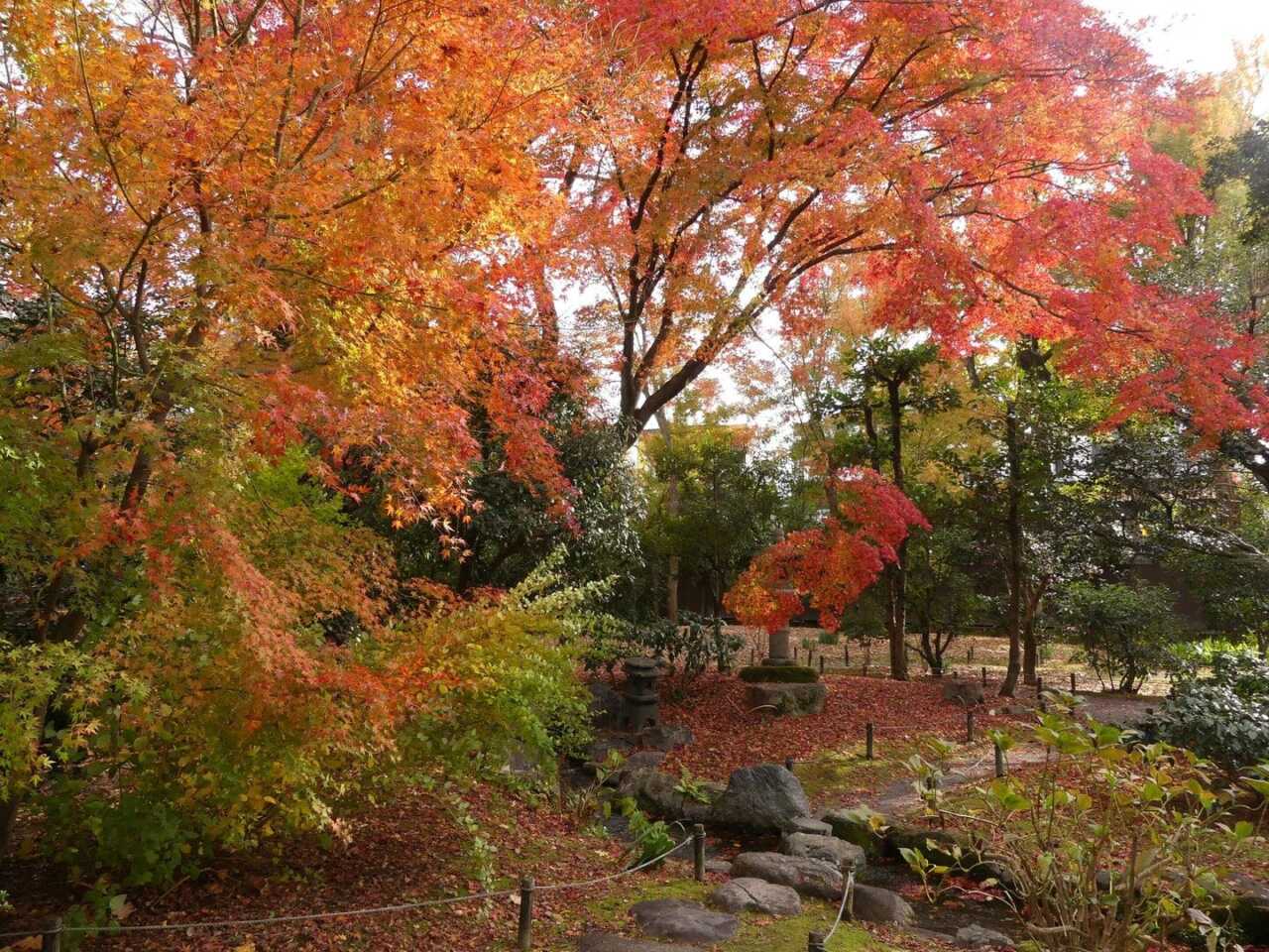 京都御苑閑院宮邸跡庭園的秋日楓紅，橙紅楓樹與落葉鋪滿庭園步道