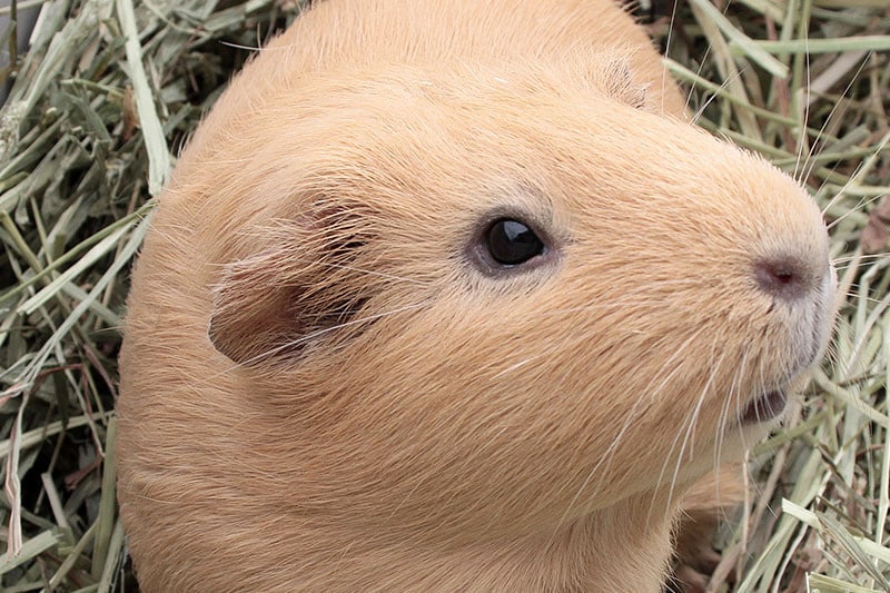 天王寺動物園友誼花園的天竺鼠