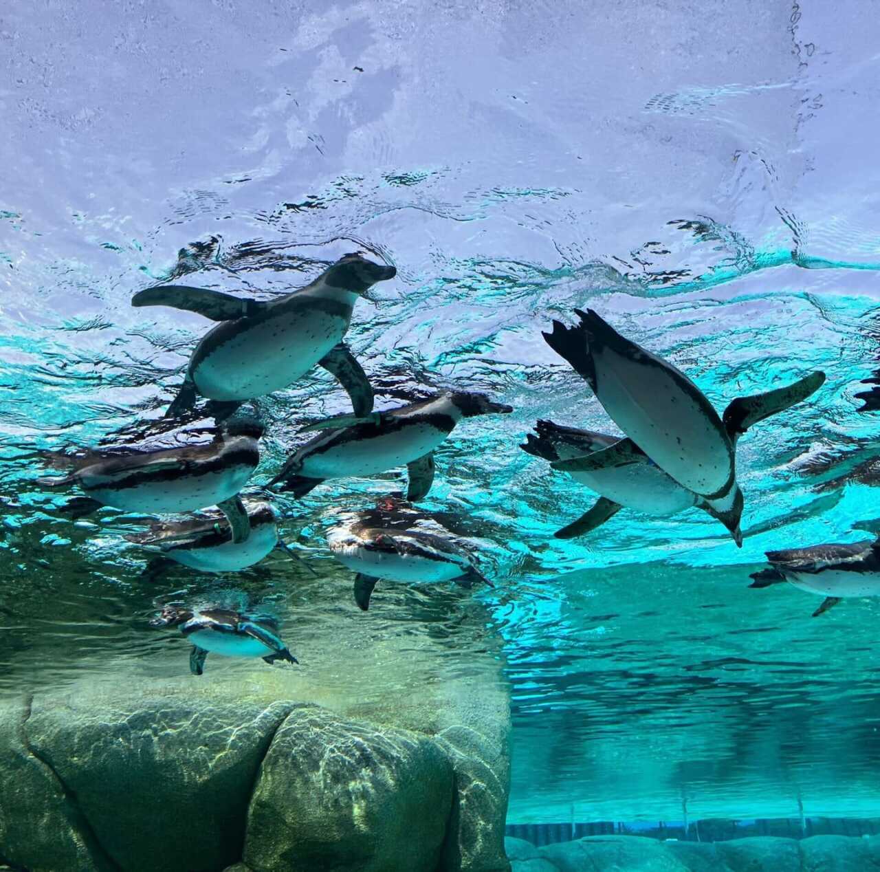 天王寺動物園企鵝公園水中泳姿