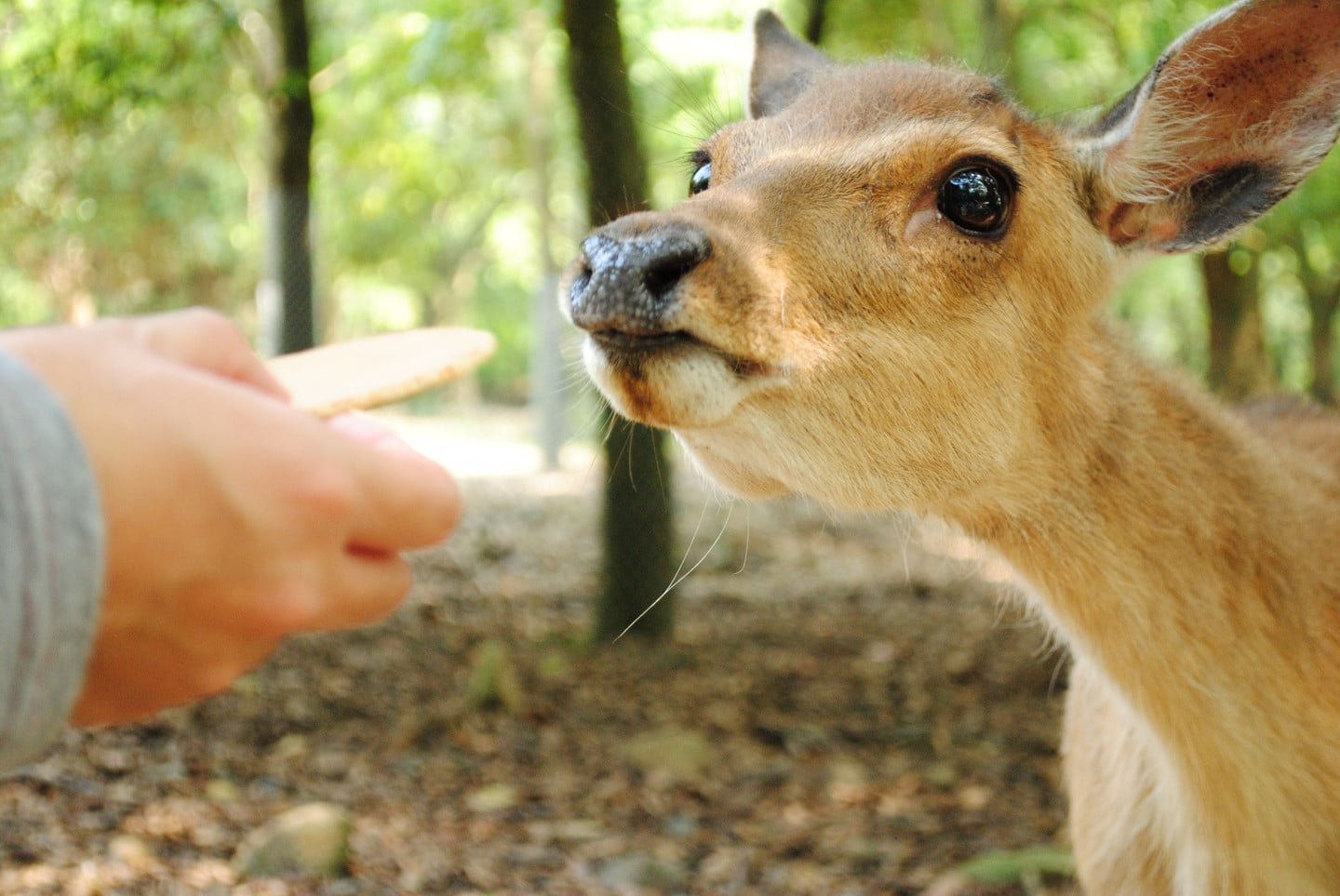 遊客手持鹿仙貝餵食奈良公園的鹿