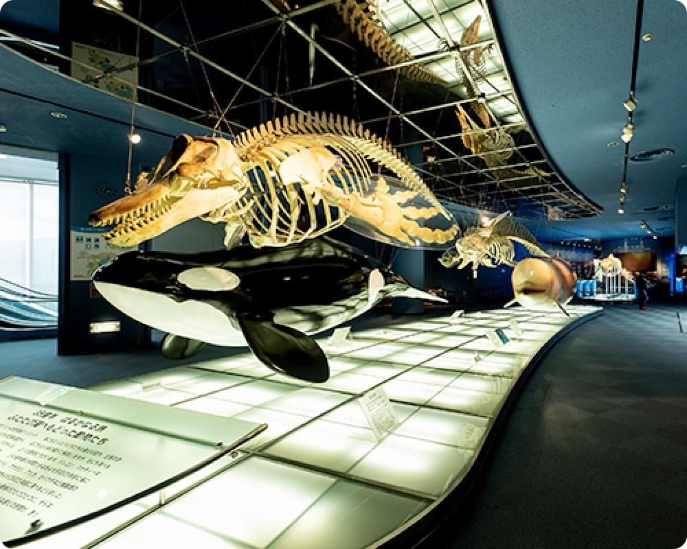 名古屋港水族館進化之海展區懸吊的鯨類骨骼標本與虎鯨模型