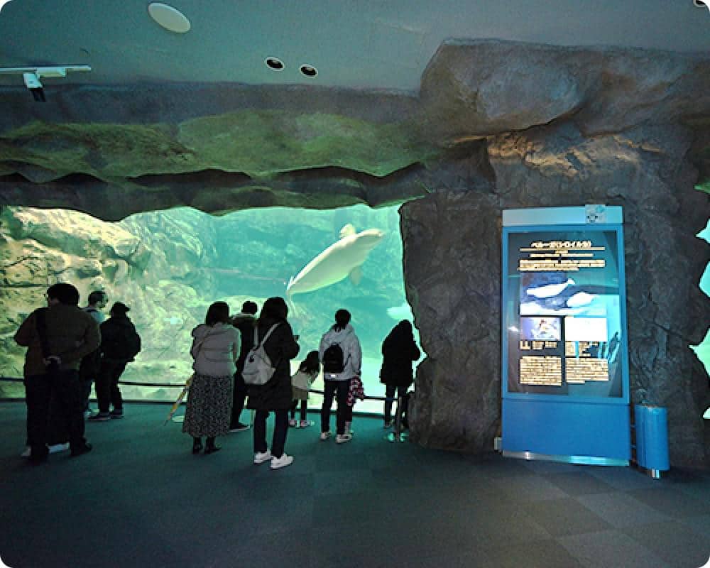 名古屋港水族館極光之海展區的小白鯨與觀賞遊客