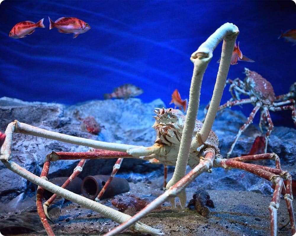 名古屋港水族館深海展區水槽中的甘氏巨螯蟹