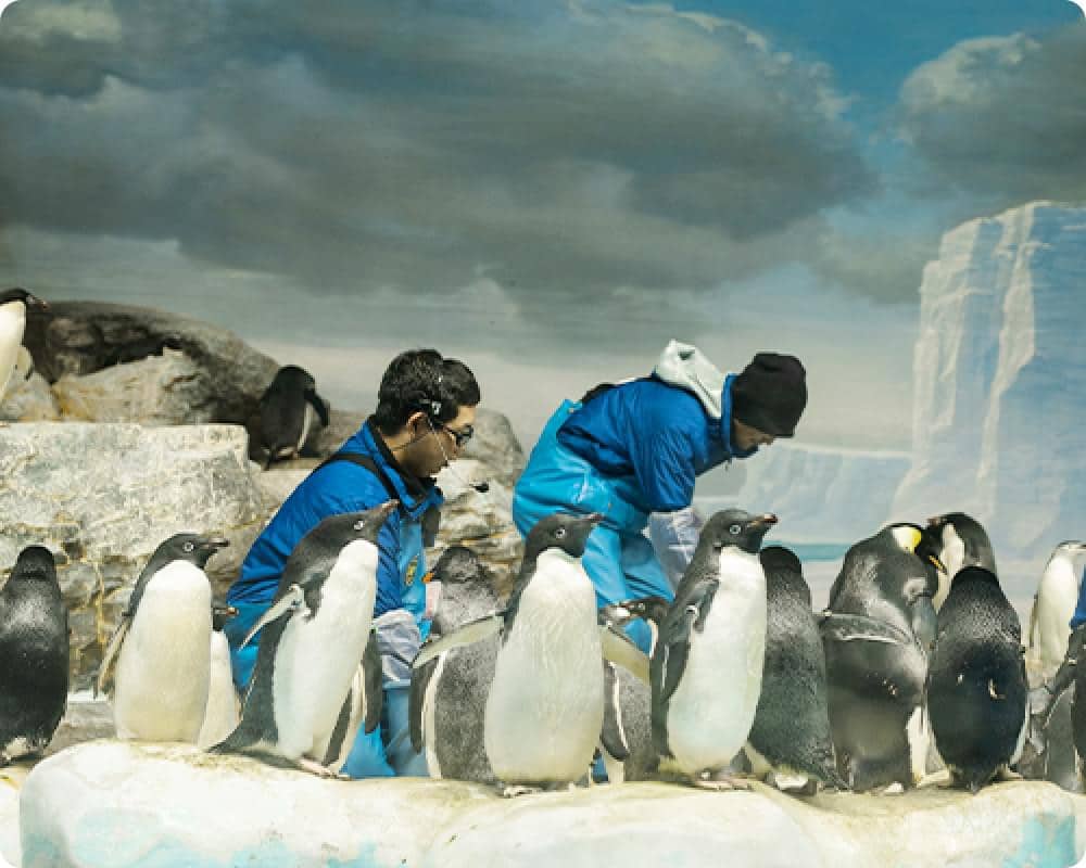 名古屋港水族館南極之海展區的企鵝群與飼育員