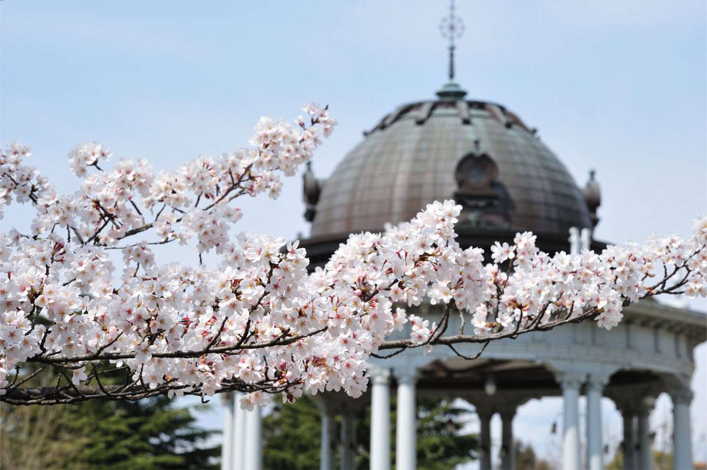 鶴舞公園櫻花與奏樂堂圓頂