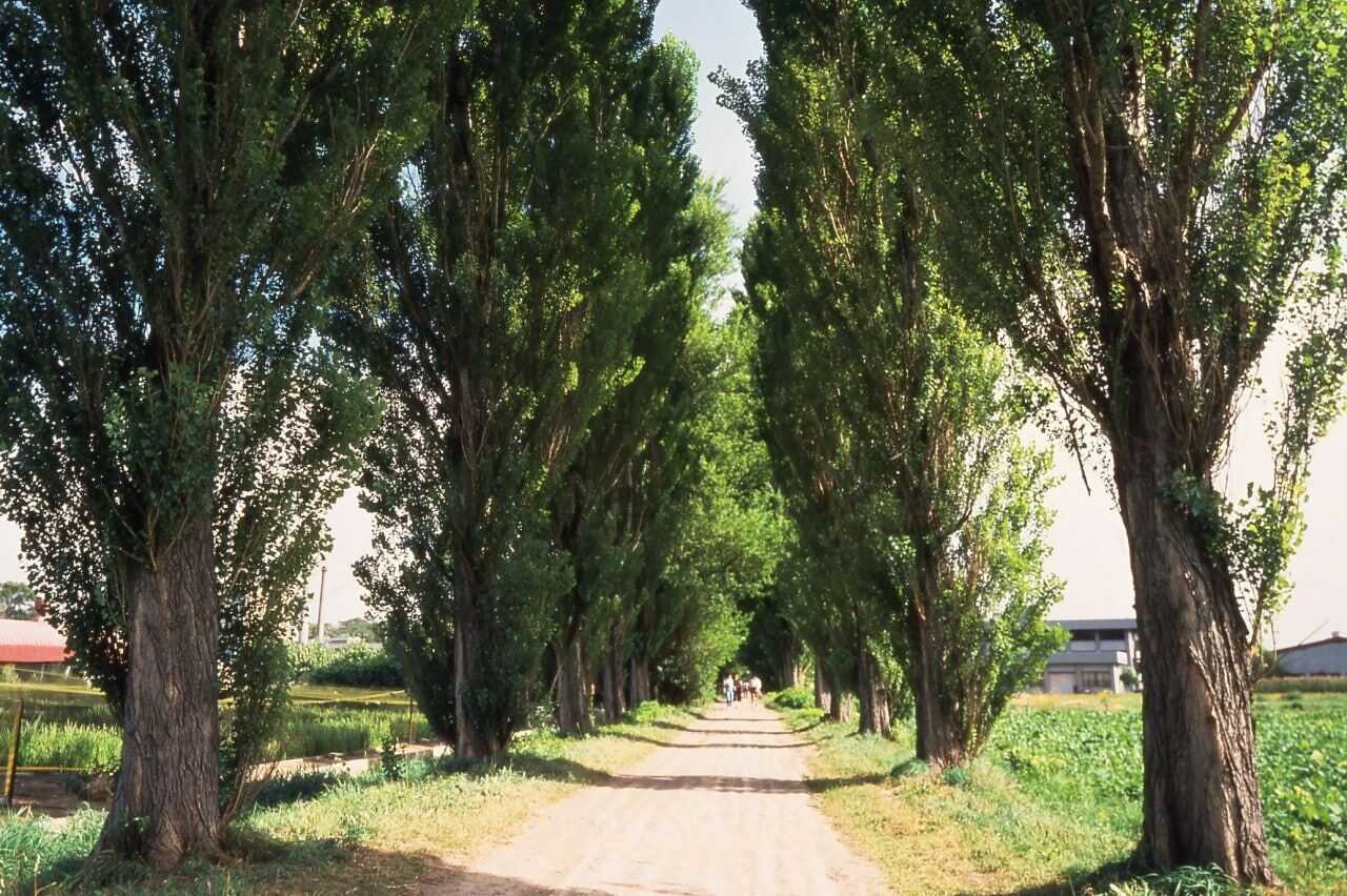 北海道大學校園內高聳的白楊木並木道，砂石步道延伸至遠方