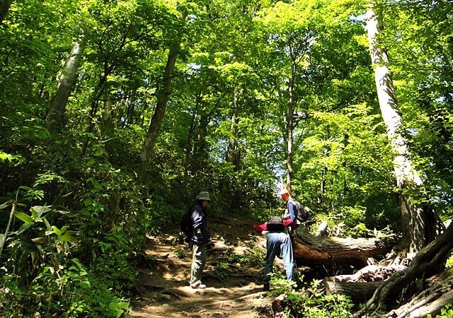 藻岩山森林登山步道與健行者