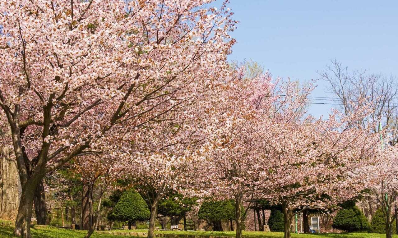 圓山公園（円山公園）春季櫻花