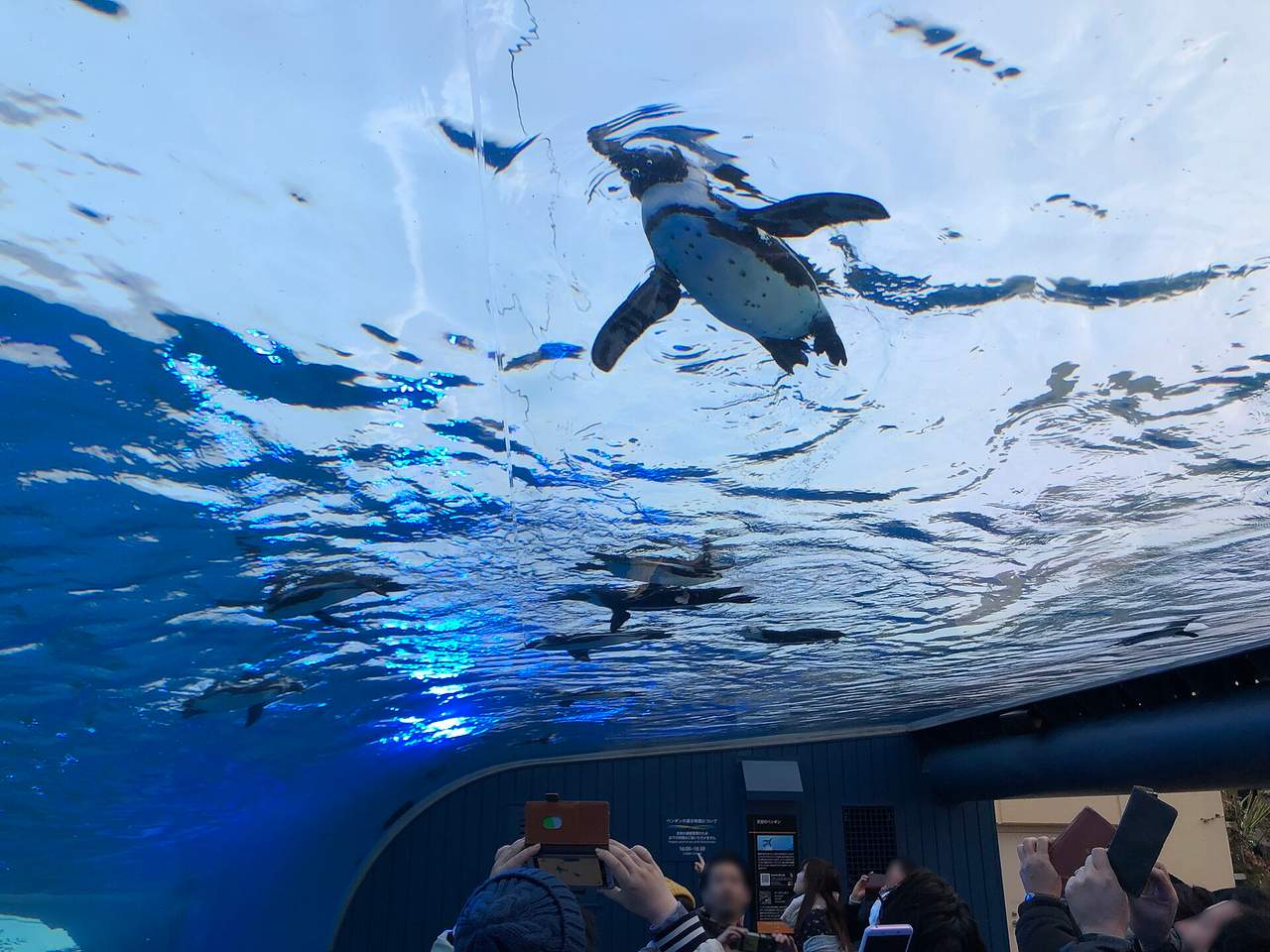 太陽城水族館：頭頂仰望「空中企鵝散步」的都心奇景