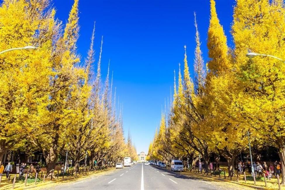 Tokyo's Top 5 Autumn Foliage Spots: Meiji Jingu Gaien, Zuihon Park, Asukayama Park, Ueno Park and Kitanomaru Park | Beef Bento Box Included [Departing from Tokyo, Shibuya, Shinjuku and Ueno]