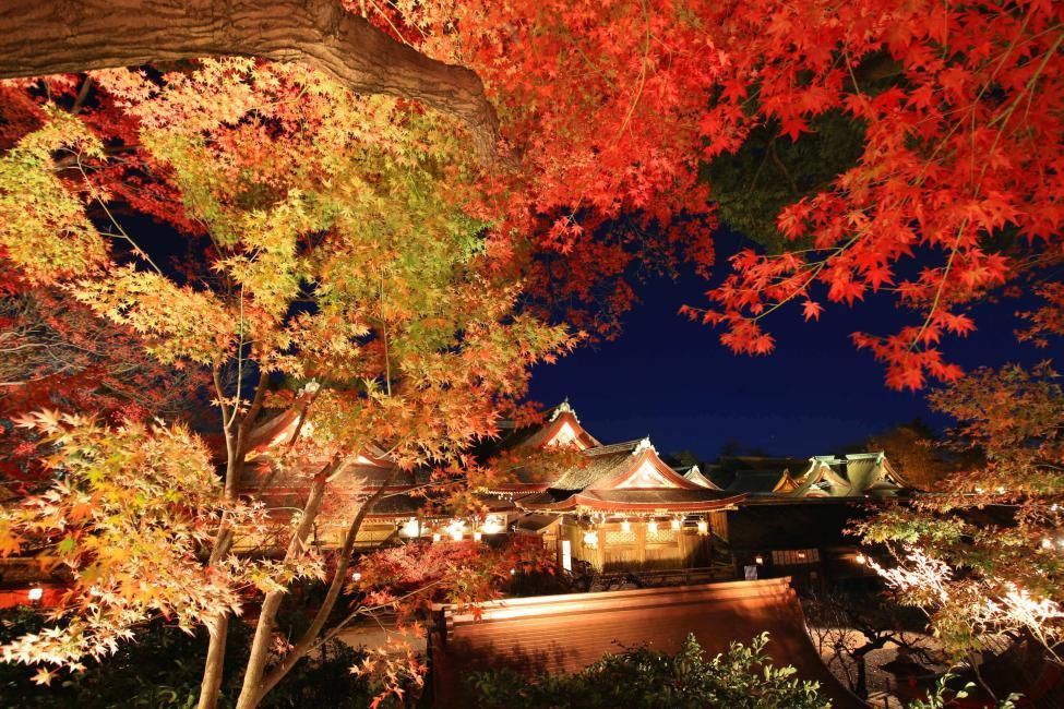 Kyoto Autumn Night Foliage Half-Day Tour | Kitano Tenmangu Odoi Embankment, Maiko Performance, SHOZAN Garden Kaiseki-Style Kyoto Cuisine | Departing from Kyoto