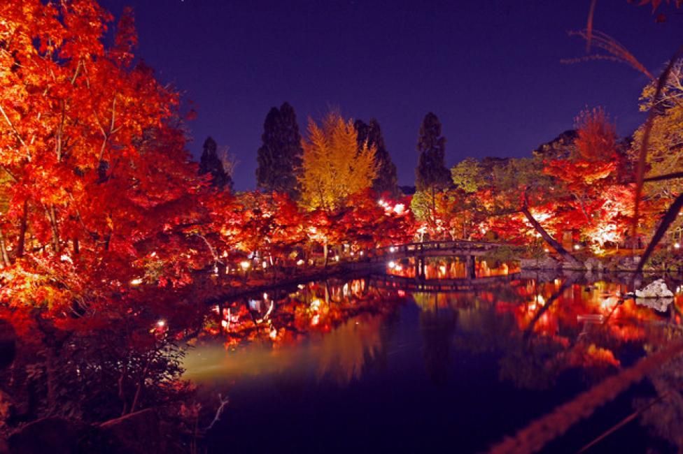 Kyoto Autumn Night Foliage Half-Day Tour | Chion-in, Yuzen-en, Hojo Garden and To-ji | Departing from Kyoto