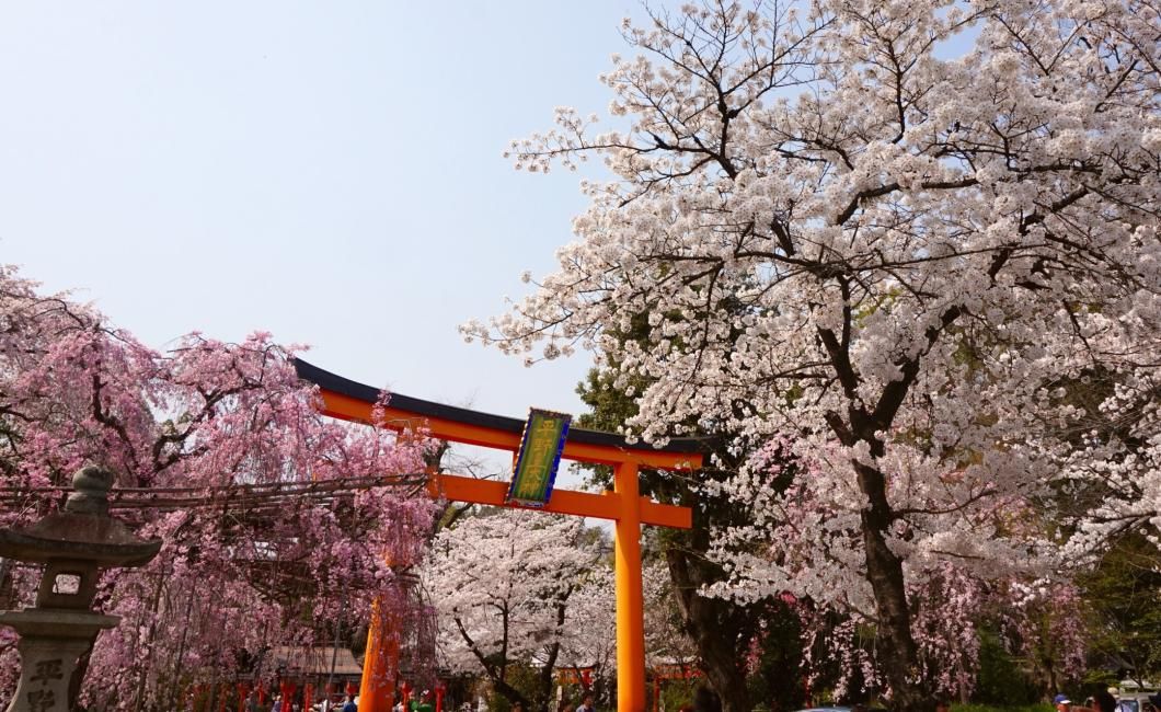 Kyoto Cherry Blossom Half-Day Tour | Hirano Shrine, Ginkaku-ji and the Philosopher's Path | Departing from Kyoto