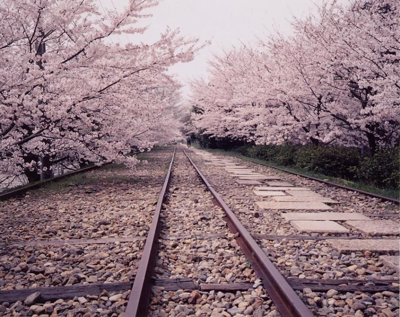 Kyoto Cherry Blossom One-Day Tour | Shogunzuka Seiryuden, Gion Maruyama Park, Nanzen-ji and Kodai-ji | Departing from Kyoto