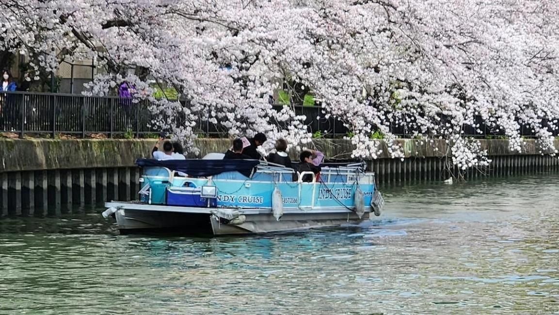Osaka Okawa Spring Cherry Blossom Cruise Experience
