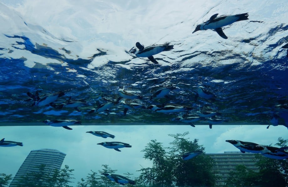 陽光水族館