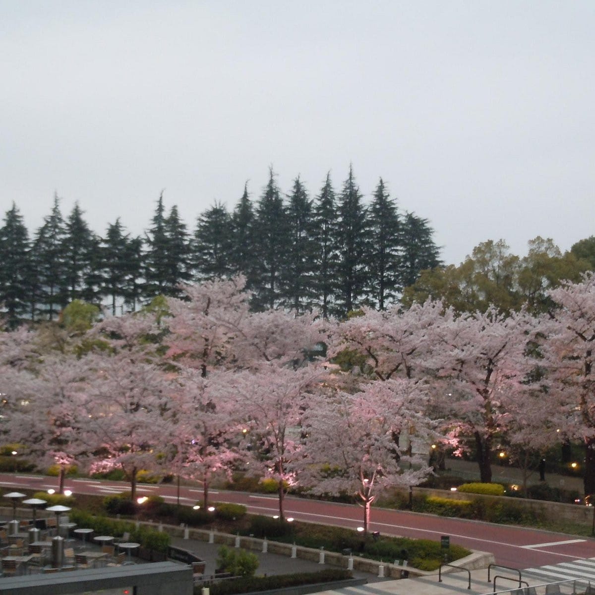 櫻坂公園