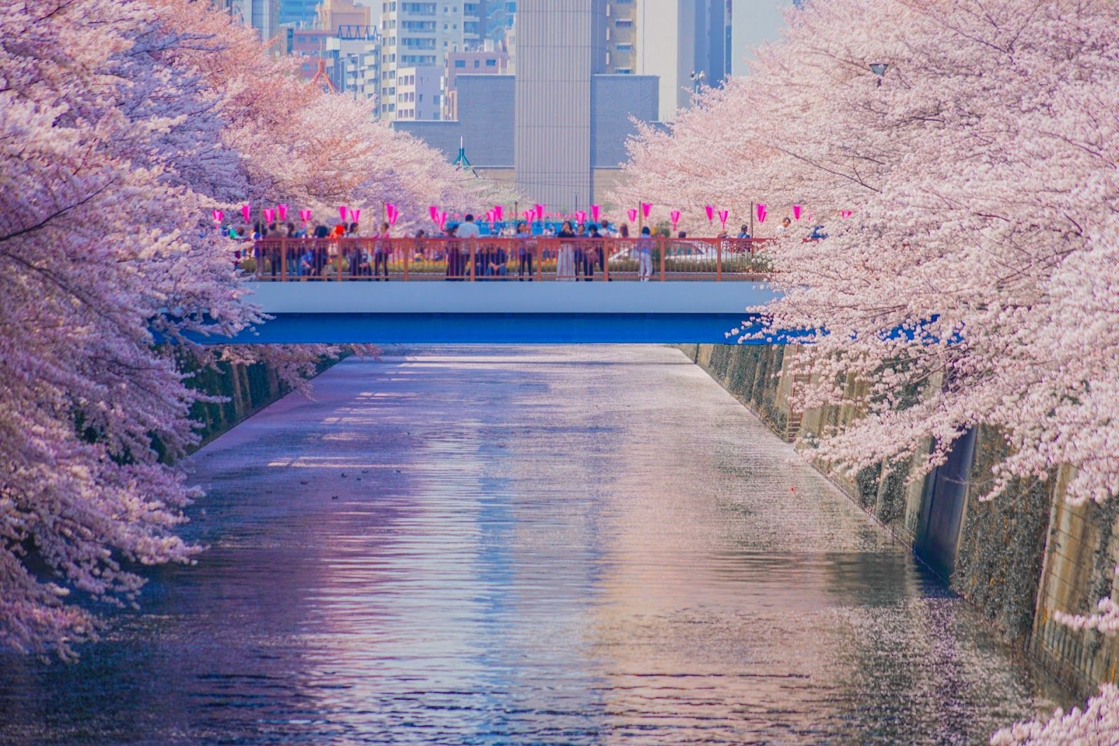 目黑川櫻花步道