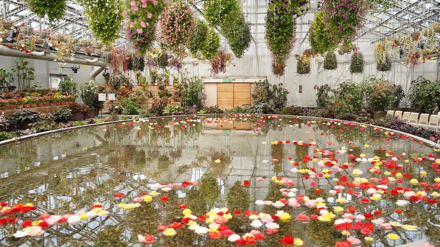 京都府立植物園門票＋溫室特別展：一票玩遍四季花卉與熱帶植物的基本盤
