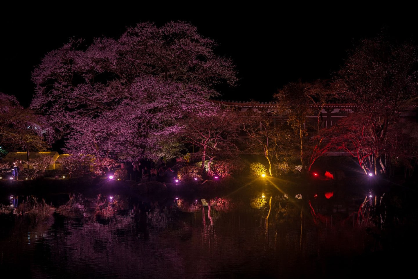 天龍寺夜間特別拜觀(春秋季節限定):點燈下的曹源池庭園