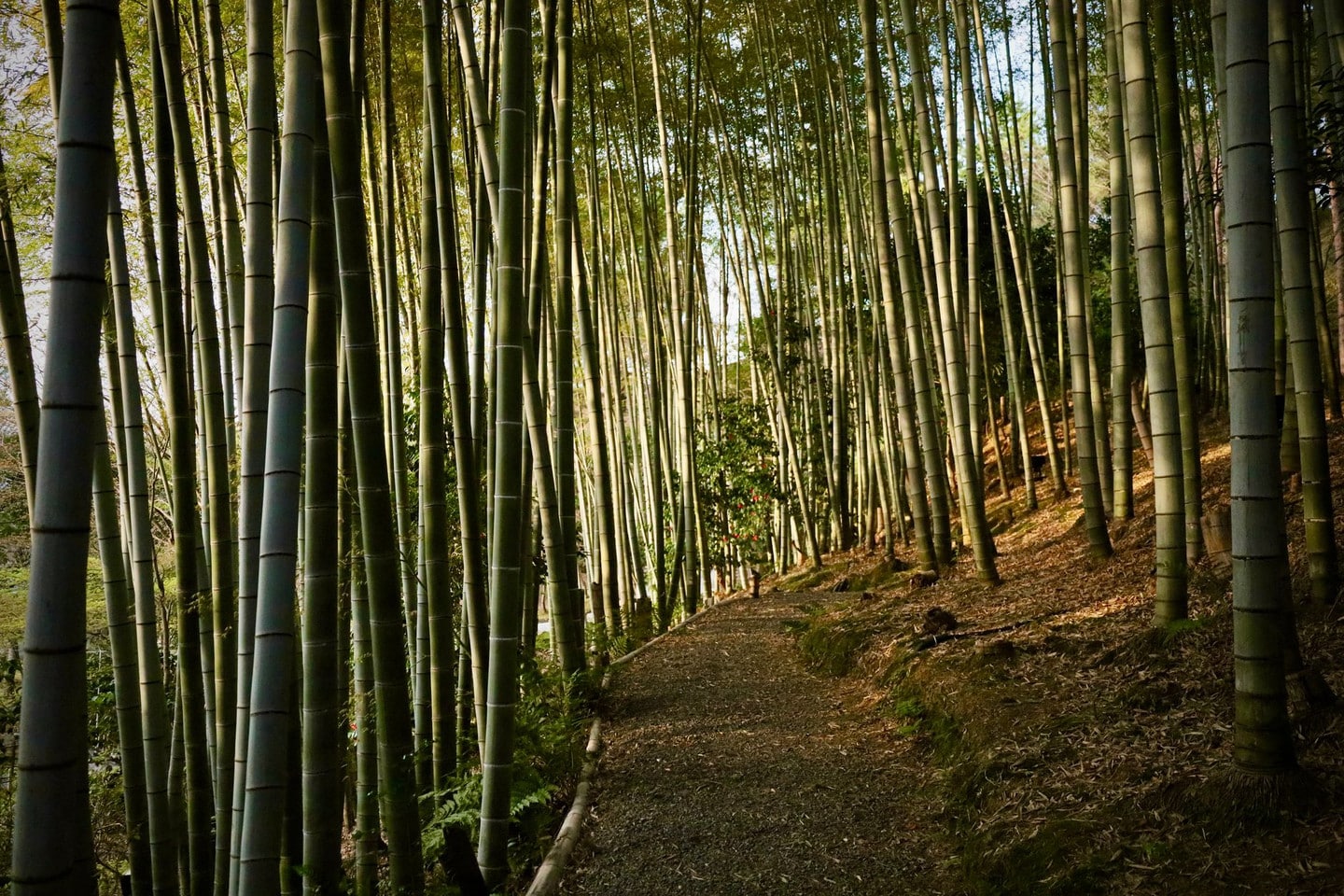 嵐山竹林小徑+天龍寺半日中文導覽團:深度解說世界遺產歷史