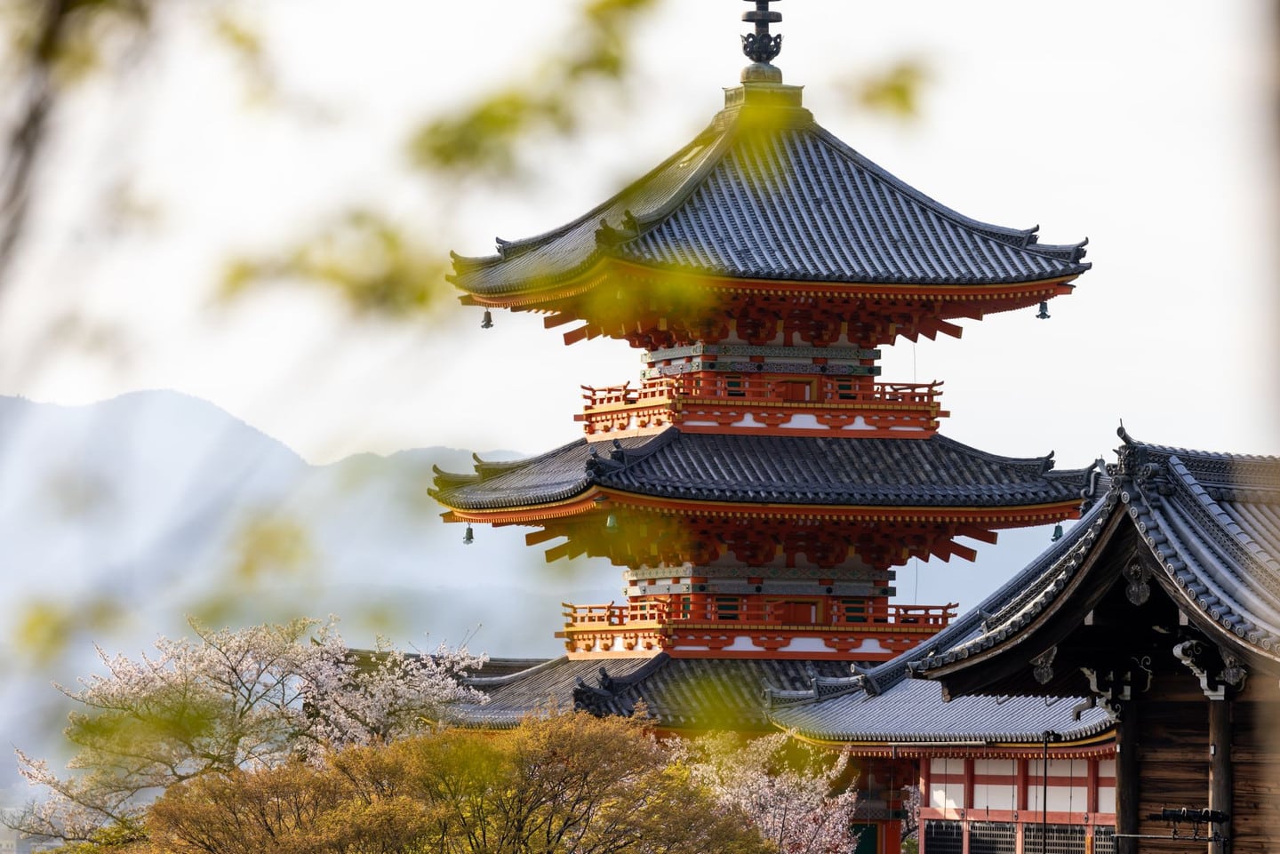 仁和寺御殿與御室櫻花園共通券：文化財建築＋賞櫻一次滿足