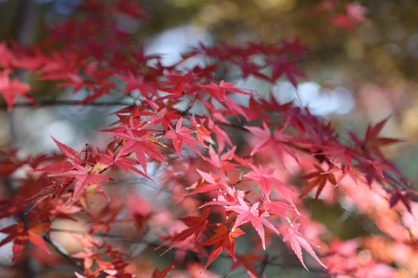 光明池・勝尾寺:關西賞楓名所的祈福與紅葉雙重體驗