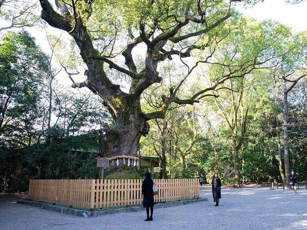 大楠