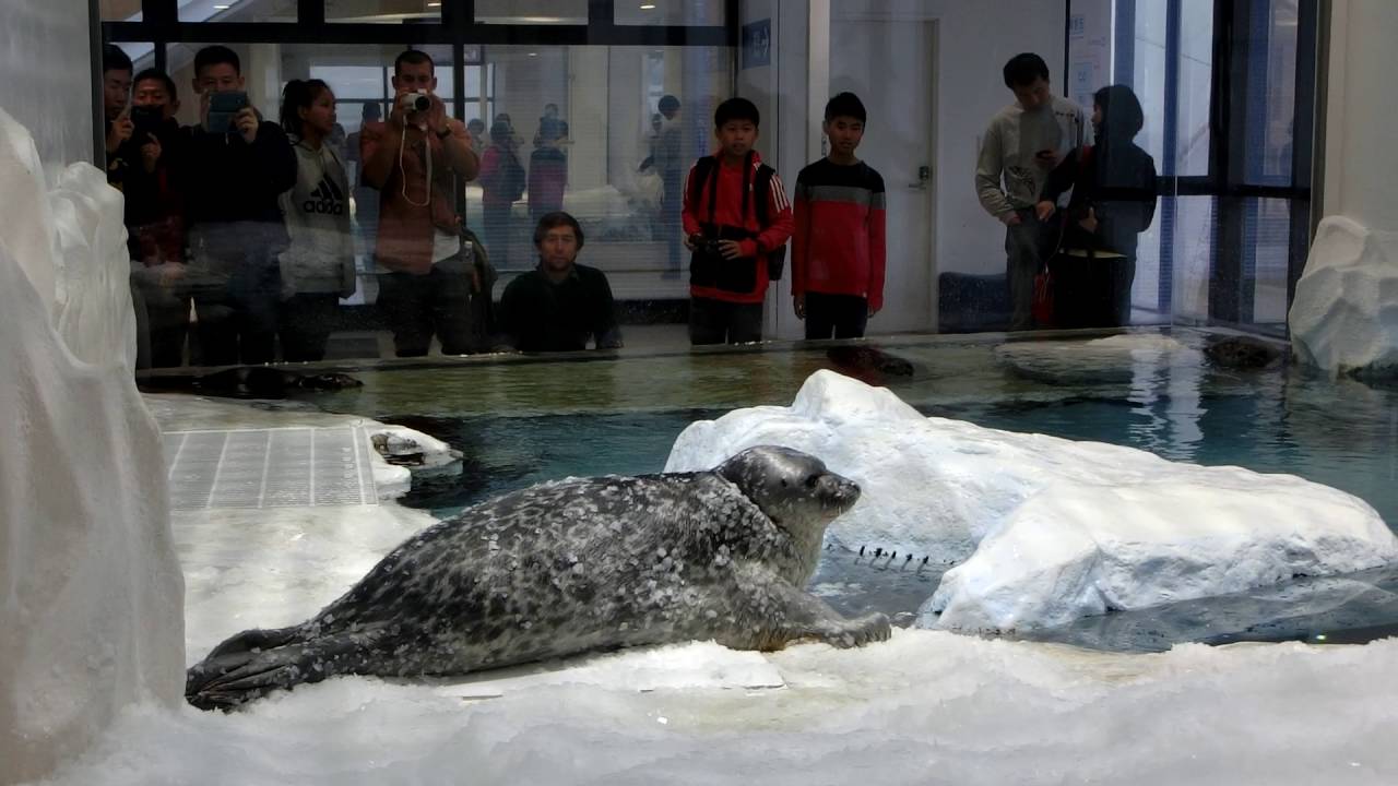 北極圈(環斑海豹區)