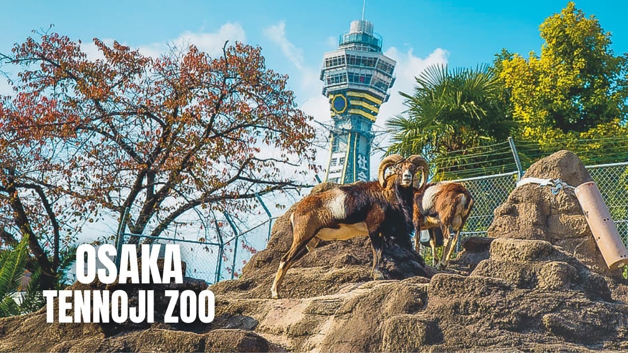 大阪天王寺動物園入場券