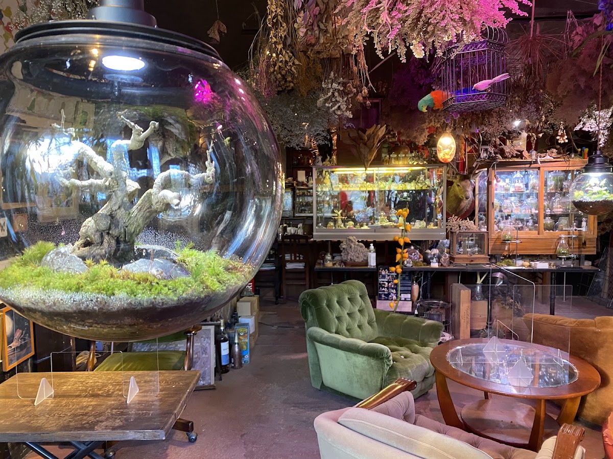 Secret Base Botanical Garden and Café Bar：植物標本與復古器物的奇幻空間