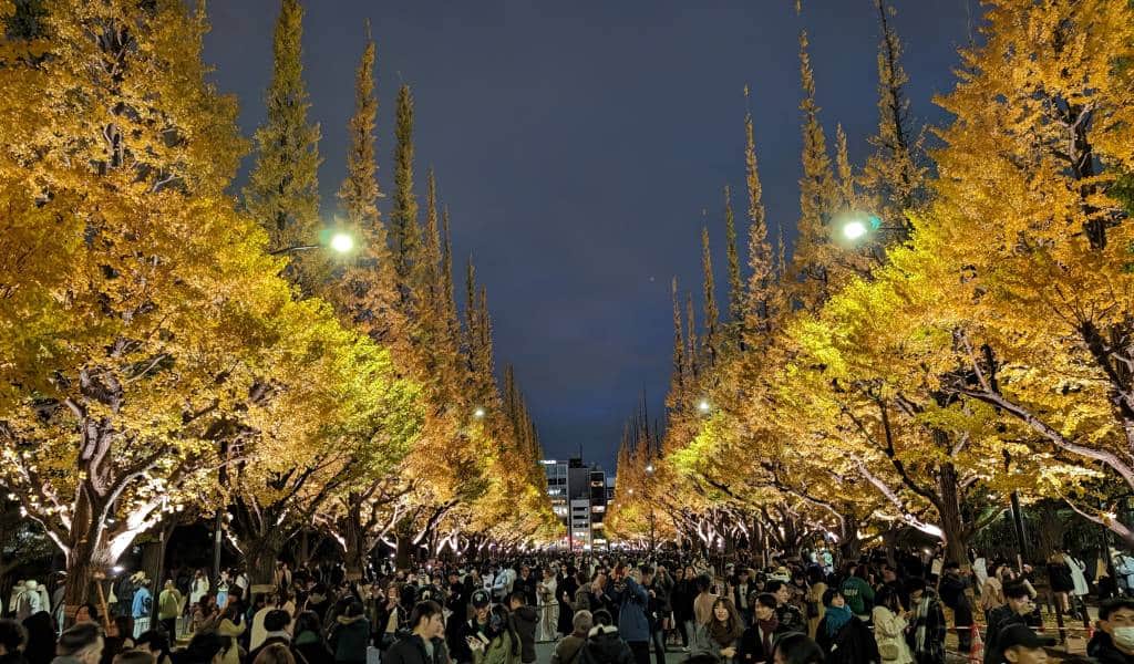 明治神宮夜間點燈導覽