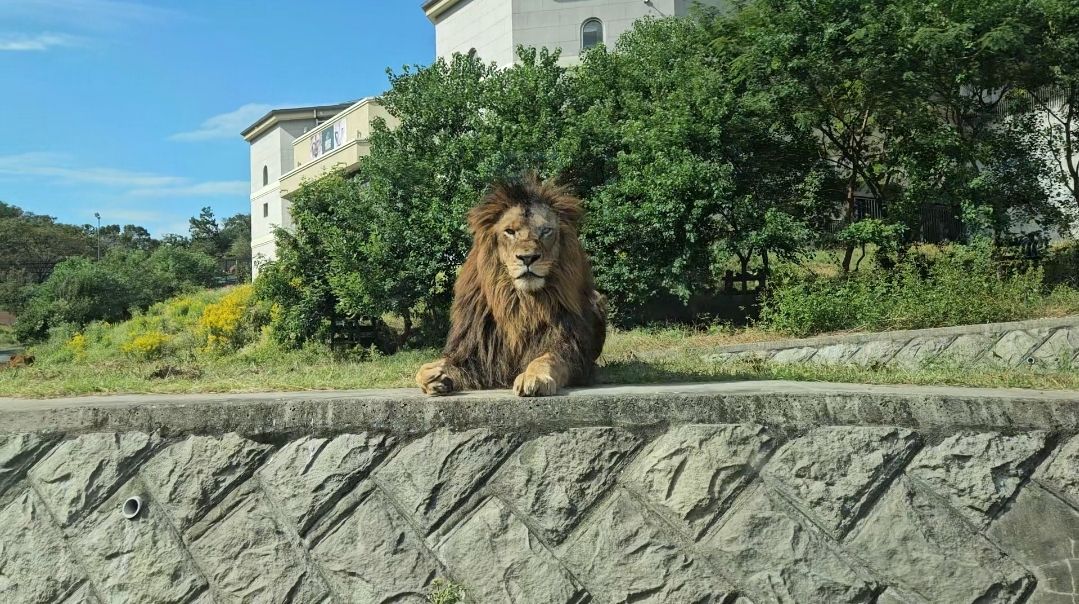 多摩動物公園門票與獅子巴士體驗