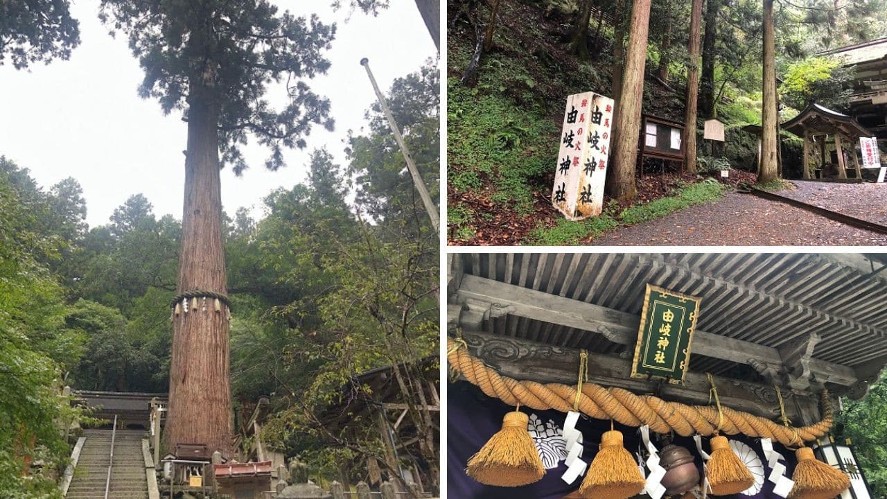 京都・由岐神社】一心に願えば叶う!高さ53mの御神木「大杉さん」 | ノバブロ神社