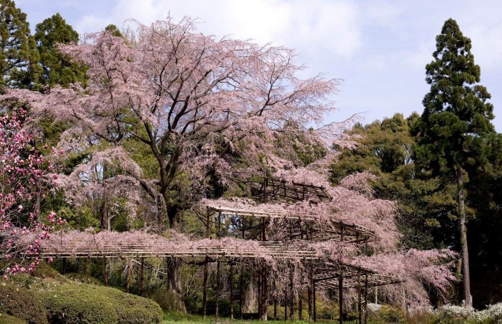 Kyoto Botanical Gardens - GaijinPot Travel