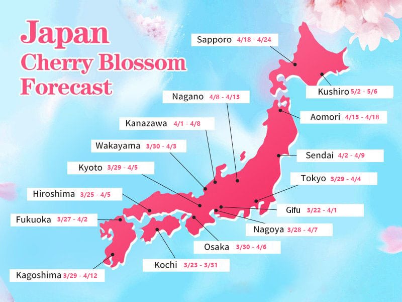 京都與日本其他地區櫻花大對比