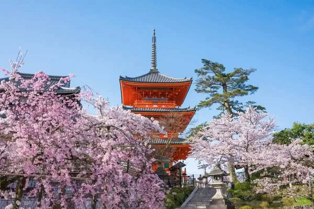 2026年京都櫻花花期預測